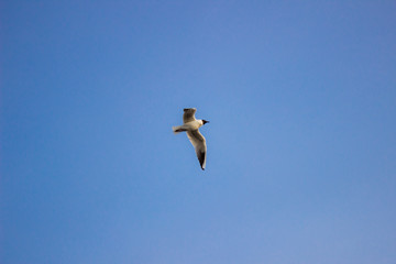 Bird in sky