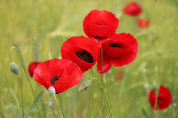 field of red tulips