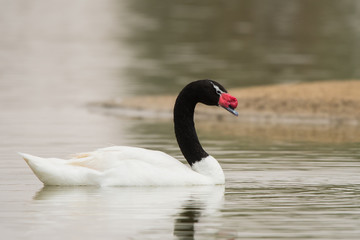 Black-necked swan / Cygnus melancoryphus. Al Qudra Lake. UAE