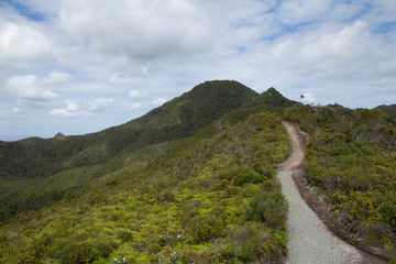 Great Barrier Island: Mountain & Path