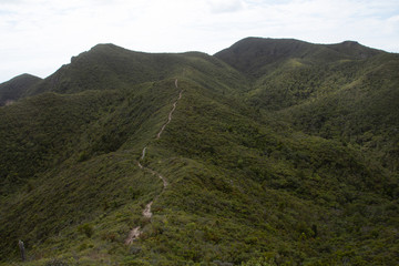 Great Barrier Island: Mountain & Path