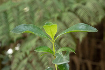 Great Barrier Island: Plant