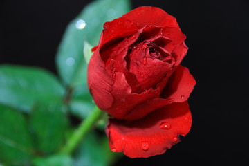  Red rose. The most meaningful flower you give to your loved ones.
