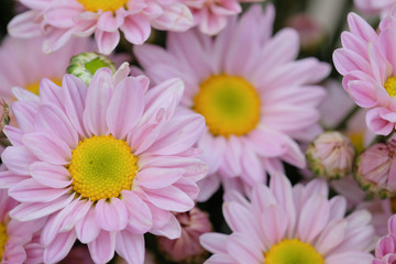 Colorful flowers chrysanthemum made with gradient for background,Abstract,texture,Soft and Blurred style.postcard.