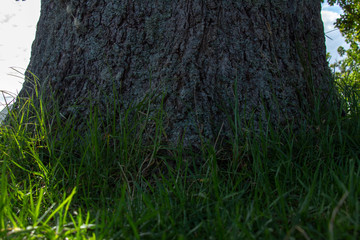 Great Barrier Island:  Tree Trunk