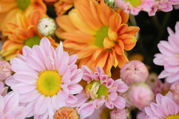 Colorful flowers chrysanthemum made with gradient for background,Abstract,texture,Soft and Blurred style.postcard.