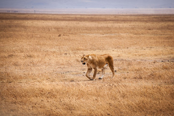 Naklejka na ściany i meble Gracious lioness (Panthera Leo) walking towards safari car at Ngorongoro National Park, Tanzania