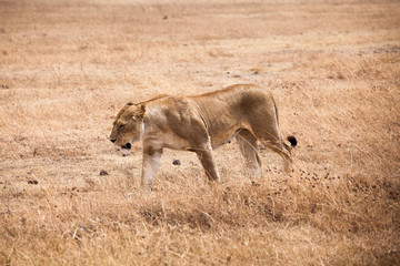 Gracious lioness (Panthera Leo) walking towards safari car at Ngorongoro National Park, Tanzania