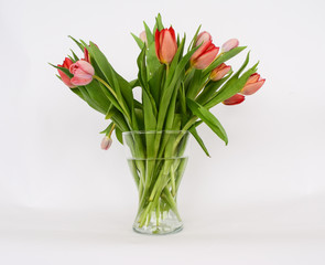 Tulips in a vase on a light background. Perennial herbaceous bulbous plants of the Lily family in a transparent vase with   water.