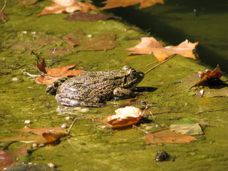 autumn frog