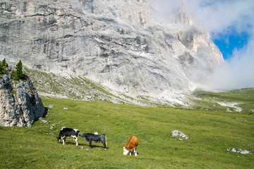 Fototapeta na wymiar Mucche al pascolo in alta quota, ai piedi del Sassolungo sulle Dolomiti dell'Alto Adige