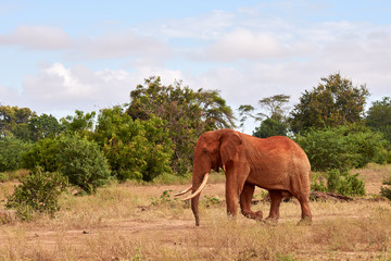 Elephants in nature. African safari in Kenya with trees under blue sky