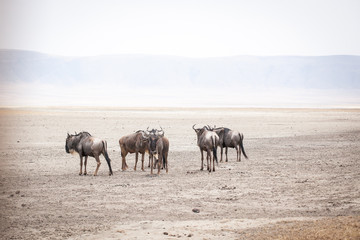 Wildebeests, also called gnu antelopes (Connochaetes) standing in dust at the bottom of ancient...