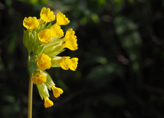 Echte Schlüsselblume (Primula veris), Nahaufnahme