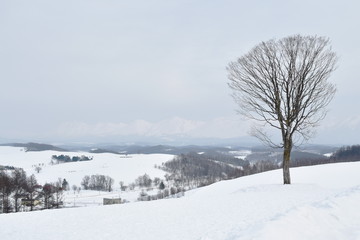 landscape of snow field on mountain in Hokkaido Japan