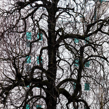 Tree nature