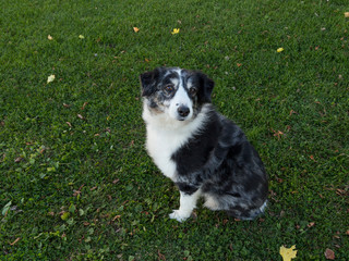 Naklejka na ściany i meble Beautiful black and white Australian Shepherd dog with brown eyes sitting on lawn looking up
