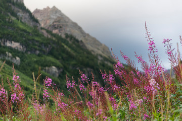 pink flowers in the mountians 