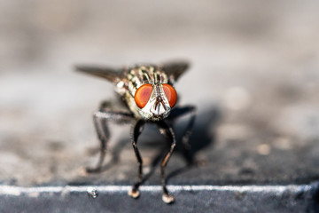 A macro shot of fly . Live housefly .Insect close-up