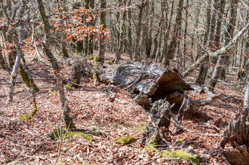 Photo of autumn landscape in the middle of a beech forest with a fallen tree in the middle of the leaves
