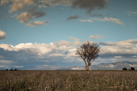 plateau Valensole France South