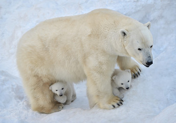 Naklejka na ściany i meble Polar bear with cubs.