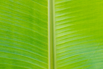 closeup  of green banana leaf