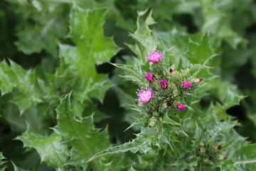 close-up flowers in the garden