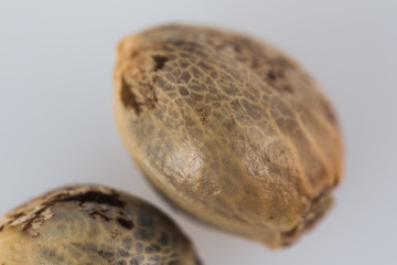 Cannabis Seeds - THC CBD Seeds macro view on the white background.