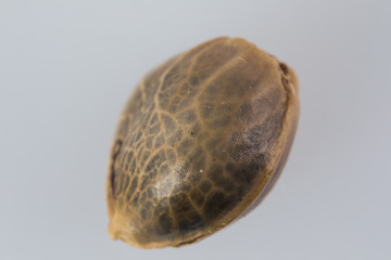 Single Cannabis Seed - THC CBD Seeds macro view on the white background.