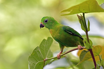 Blue-crowned Hanging-parrot