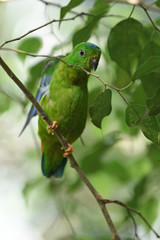 Blue-crowned Hanging-parrot