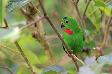Blue-crowned Hanging-parrot