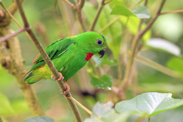 Blue-crowned Hanging-parrot