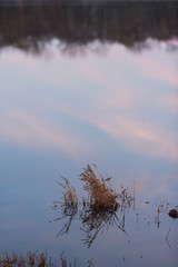 grass water reflection