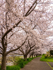 Obraz premium Cherry Blossoms at Sagami River (相模川の桜) in Kanagawa, Japan.