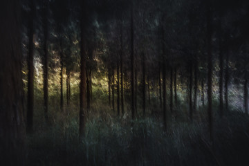 Fototapeta premium abstract forest