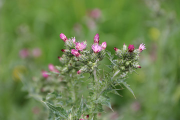 close-up flowers in the garden