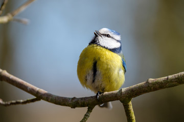 Happiness: Jolly blue tit Parus caeruleus on a small branch singing