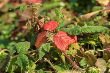 クサイチゴの葉