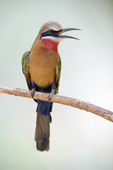 White-fronted Bee-eater