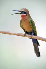 White-fronted Bee-eater