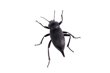 Large black beetle on white isolated background,