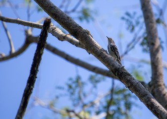 Black-and-white Warbler (Mniotilta varia)