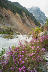 amazing view of mountains and pink wildflowers growing near stream