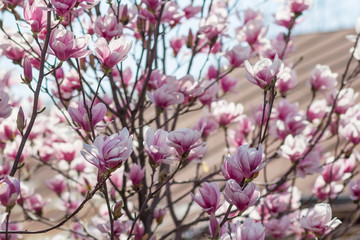 Pink spring flowers blossom 