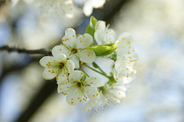 Blossoming apple tree, sunny day