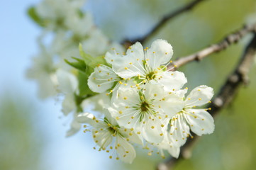 Blossoming apple tree, sunny day