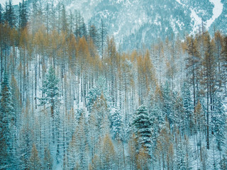 forest snow france alpes neige