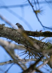 Black-and-white Warbler (Mniotilta varia)